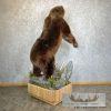 Brown Bear Life-size Taxidermy Mount For Sale - Image 8