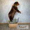 Brown Bear Life-size Taxidermy Mount For Sale - Image 9
