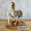Specklebelly Goose Taxidermy Bird Mount For Sale - Image 3