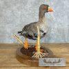 Specklebelly Goose Taxidermy Bird Mount For Sale - Image 4