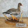 Specklebelly Goose Taxidermy Bird Mount For Sale - Image 5