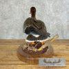 Specklebelly Goose Taxidermy Bird Mount For Sale - Image 6