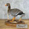 Specklebelly Goose Taxidermy Bird Mount For Sale - Image 2
