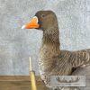 Specklebelly Goose Taxidermy Bird Mount For Sale - Image 7