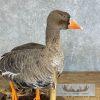 Specklebelly Goose Taxidermy Bird Mount For Sale - Image 8
