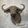 African Cape Buffalo Taxidermy Shoulder Mount For Sale - Image 2