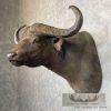 African Cape Buffalo Taxidermy Shoulder Mount For Sale - Image 4