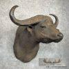 African Cape Buffalo Taxidermy Shoulder Mount For Sale - Image 3