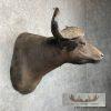 African Cape Buffalo Taxidermy Shoulder Mount For Sale - Image 5