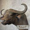 African Cape Buffalo Taxidermy Shoulder Mount For Sale - Image 6
