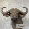 African Cape Buffalo Taxidermy Shoulder Mount For Sale - Image 7