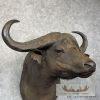 African Cape Buffalo Taxidermy Shoulder Mount For Sale - Image 8