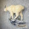 Mountain Goat Life-Size Taxidermy Mount For Sale - Image 3