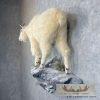 Mountain Goat Life-Size Taxidermy Mount For Sale - Image 4