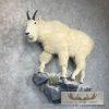 Mountain Goat Life-Size Taxidermy Mount For Sale - Image 2