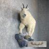 Mountain Goat Life-Size Taxidermy Mount For Sale - Image 5