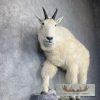 Mountain Goat Life-Size Taxidermy Mount For Sale - Image 6