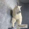 Mountain Goat Life-Size Taxidermy Mount For Sale - Image 7