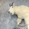 Mountain Goat Life-Size Taxidermy Mount For Sale - Image 8