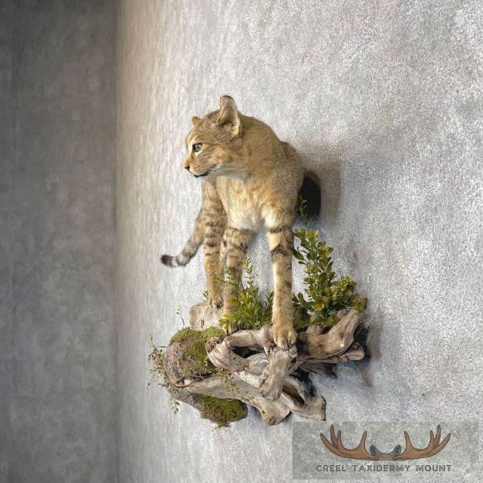 Wildcat Rodeo Mount African Wildcat Life Size Taxidermy Mount For Sale - Creel Taxidermy