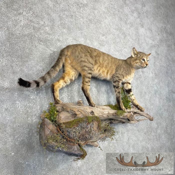 Wildcat Rodeo Mount African Wildcat Life Size Taxidermy Mount For Sale - Creel Taxidermy