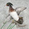 Wood Duck Pair Taxidermy Bird Mount For Sale - Image 9