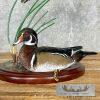 Wood Duck Pair Taxidermy Bird Mount For Sale - Image 8