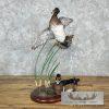 Wood Duck Pair Taxidermy Bird Mount For Sale - Image 7