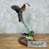 Wood Duck Pair Taxidermy Bird Mount For Sale - Image 6