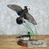 Wood Duck Pair Taxidermy Bird Mount For Sale - Image 5