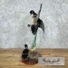 Wood Duck Pair Taxidermy Bird Mount For Sale - Image 4