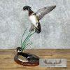 Wood Duck Pair Taxidermy Bird Mount For Sale - Image 3