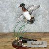 Wood Duck Pair Taxidermy Bird Mount For Sale
