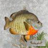 Bluegill Taxidermy Fish Mount For Sale - Image 7