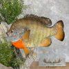 Bluegill Taxidermy Fish Mount For Sale - Image 8