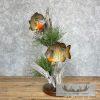 Bluegill Taxidermy Fish Mount For Sale - Image 2