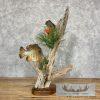 Bluegill Taxidermy Fish Mount For Sale - Image 4