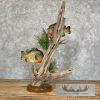 Bluegill Taxidermy Fish Mount For Sale - Image 3