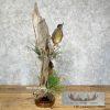 Bluegill Taxidermy Fish Mount For Sale - Image 5