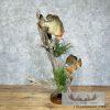 Bluegill Taxidermy Fish Mount For Sale - Image 6