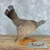 Blue Grouse Taxidermy Bird Mount For Sale - Image 4