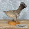 Blue Grouse Taxidermy Bird Mount For Sale - Image 5