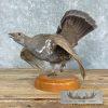 Blue Grouse Taxidermy Bird Mount For Sale - Image 2