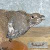 Blue Grouse Taxidermy Bird Mount For Sale - Image 7