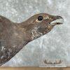 Blue Grouse Taxidermy Bird Mount For Sale - Image 8