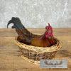 Domestic Chicken Rooster Taxidermy Mount For Sale - Image 3