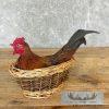 Domestic Chicken Rooster Taxidermy Mount For Sale - Image 2