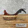 Domestic Chicken Rooster Taxidermy Mount For Sale - Image 4