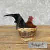 Domestic Chicken Rooster Taxidermy Mount For Sale - Image 6
