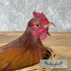Domestic Chicken Rooster Taxidermy Mount For Sale - Image 7